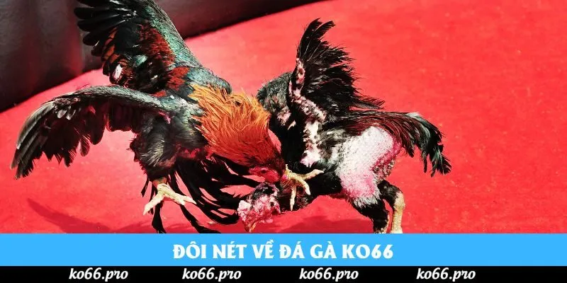 Đôi nét về đá gà Ko66