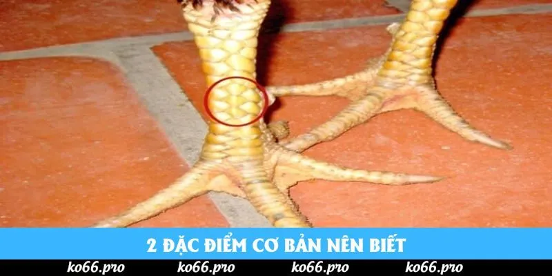 2 đặc điểm cơ bản nên biết 2 đặc điểm cơ bản nên biết