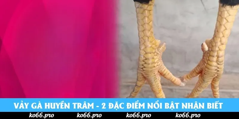 Vảy Gà Huyền Trâm - 2 Đặc Điểm Nổi Bật Nhận Biết Nên Nắm Rõ