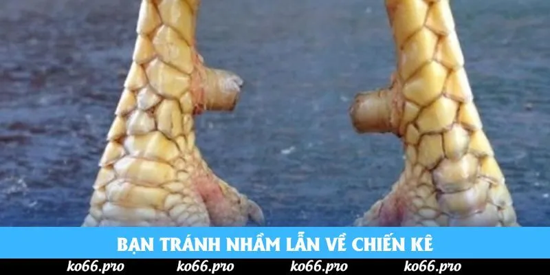 Bạn tránh nhầm lẫn về chiến kê Bạn tránh nhầm lẫn về chiến kê