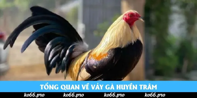 Tổng quan về vảy gà huyền trâm Tổng quan về vảy gà huyền trâm